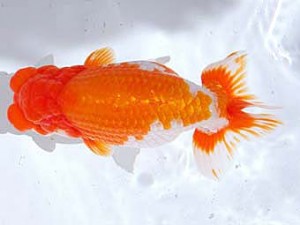 観魚会 東小結　旭錦　石崎　隆　鉾田