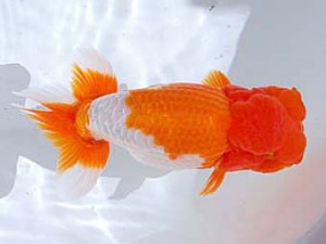 観魚会 西小結　中村芳雄　埼玉