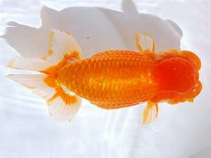 観魚会　東大関　毘心観　齋藤一成　豊島