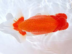 観魚会　西大関　龍心観　齋藤一成　豊島