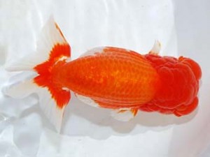 観魚会　取締一　夢刀龍　篠　孝利　練馬