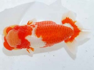 観魚会　取締二　夢心観　齋藤一成　豊島