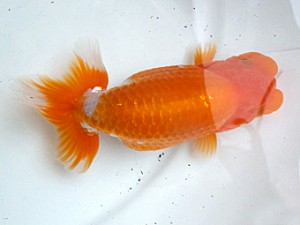 葛飾愛魚会　東大関　紅貴子　中村芳雄