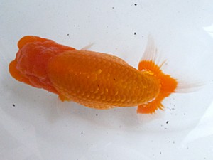 葛飾愛魚会　西大関　志　古川延宏