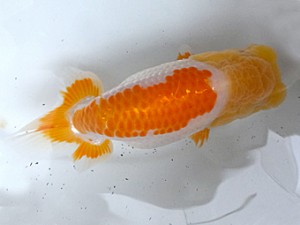 葛飾愛魚会　取締一　谷津　金子敬治