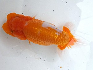 葛飾愛魚会　取締二　秀金　長谷川新一