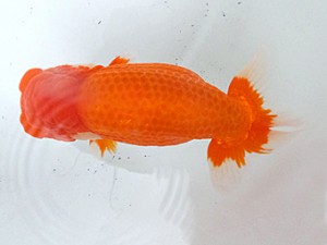 葛飾愛魚会　東大関　ムサシ　高津克人