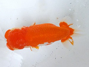 葛飾愛魚会　西大関　ムサシ　高津克人