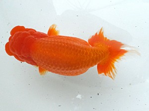 葛飾愛魚会　立行司　堀切橋　大久保正次