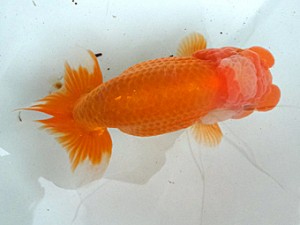 葛飾愛魚会　取締一　赤鴎　長井俊之