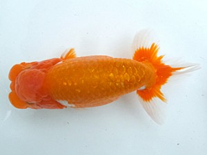 葛飾愛魚会　取締二　秀金　長谷川新一