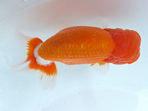 葛飾愛魚会　東大関　ムサシ　高津克人