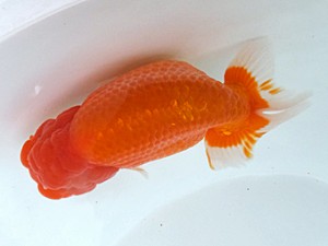 葛飾愛魚会　西大関　ムサシ　高津克人