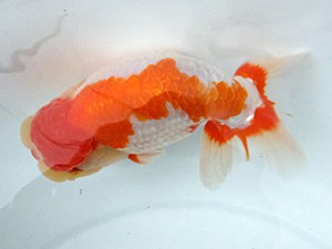 葛飾愛魚会　立行司　秀金　長谷川新一