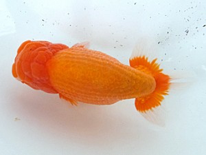 葛飾愛魚会　取締一　ムサシ　高津克人