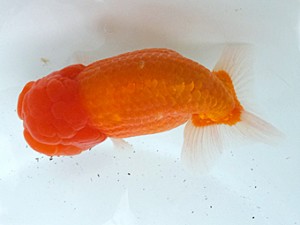 葛飾愛魚会　取締二　ムサシ　高津克人