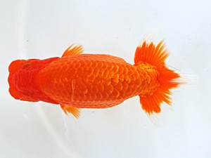 木乃国らんちゅう愛好会　東大関　松本茂夫　御坊市