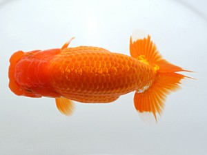 木乃国らんちゅう愛好会　西大関　上野　望　岩出市