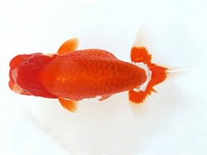 木乃国らんちゅう愛好会　取締一　磯本一也　御坊市