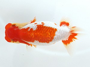 木乃国らんちゅう愛好会　取締二　柏木正之　御坊市