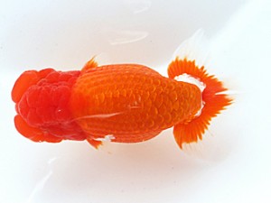 木乃国らんちゅう愛好会　東大関　宮本芳明　御坊市