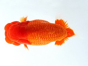 木乃国らんちゅう愛好会　西大関　近田義高　御坊市