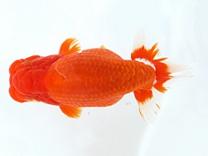 木乃国らんちゅう愛好会　立行司　山鷲元気　海南市