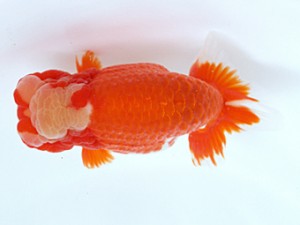 木乃国らんちゅう愛好会　取締一　松本茂夫　御坊市