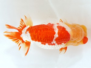 木乃国らんちゅう愛好会　東大関　近田義高　御坊市