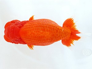 木乃国らんちゅう愛好会　西大関　伏木寿一　御坊市