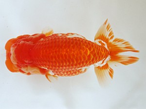 木乃国らんちゅう愛好会　立行司　磯本一也　御坊市