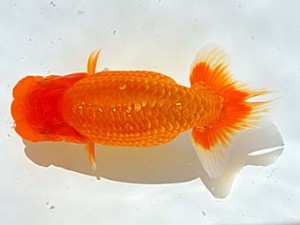 西部本部 東大関 宮崎 豊 大阪 西部本部 東大関 宮崎 豊 大阪