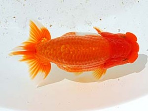 西部本部 勧進元一 西賀一郎 豊中 西部本部 勧進元一 西賀一郎 豊中