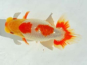 西部本部 勧進元二 西口武志 羽曳野 西部本部 勧進元二 西口武志 羽曳野