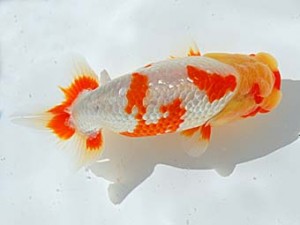 西部本部 行司一 山下康孝 香川 西部本部 行司一 山下康孝 香川