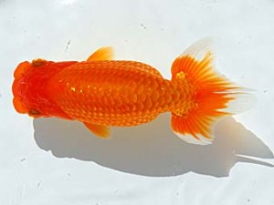 西部本部 行司二 森本 哲 高石 西部本部 行司二 森本 哲 高石