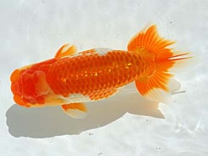 西部本部 行司三 岸崎朋生 新宮 西部本部 行司三 岸崎朋生 新宮