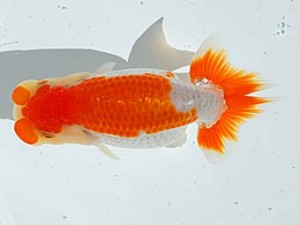 西部本部 脇行司二 伏木寿一 和歌山 西部本部 脇行司二 伏木寿一 和歌山