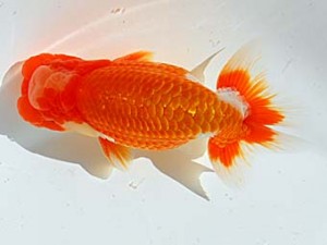 西部本部 西大関 南堀満良 香川 西部本部 西大関 南堀満良 香川