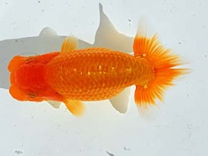 西部本部 立行司 西口武志 大阪 西部本部 立行司 西口武志 羽曳野