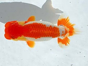 西部本部 西取締 藤野 武 香川 西部本部 西取締 藤野 武 香川