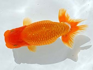 西部本部 東関脇 西口武志 羽曳野 西部本部 東関脇 西口武志 羽曳野