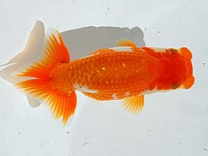 西部本部 西関脇 南堀満良 香川 西部本部 西関脇 南堀満良 香川