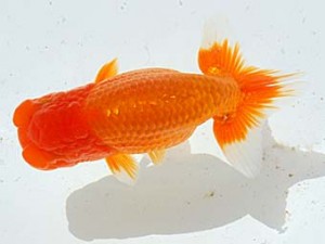 西部本部 東小結 阿武邦清 堺 西部本部 東小結 阿武邦清 堺