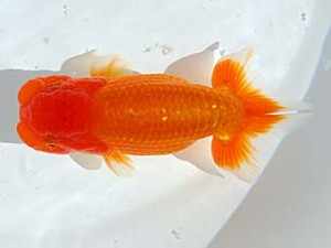 西部本部 西小結 樋口豊勝 貝塚 西部本部 西小結 樋口豊勝 貝塚