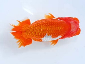 西部本部 東大関 小山敏信 広島 西部本部 東大関 小山敏信 広島