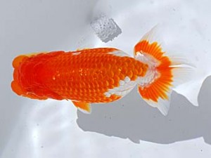 西部本部 勧進元一 藤野 武 香川 西部本部 勧進元一 藤野 武 香川