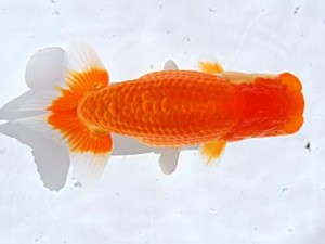 西部本部 勧進元二 原田和彦 倉敷 西部本部 勧進元二 原田和彦 倉敷