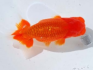 西部本部 行司一 小山敏信 広島 西部本部 行司一 小山敏信 広島