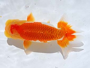 西部本部 行司二 牧 敬剛 新宮 西部本部 行司二 牧 敬剛 新宮